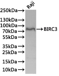 Western Blot
Positive WB detected in: Raji whole cell lysate(30µg)
All lanes: BIRC3 antibody at 1:1000
Secondary
Goat polyclonal to rabbit IgG at 1/40000 dilution
Predicted band size: 68 kDa
Observed band size: 72 kDa
Exposure time：3min