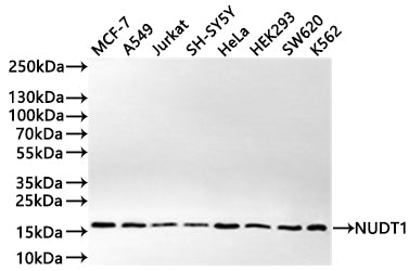 Western Blot
Positive WB detected in: MCF-7 whole cell lysate(30µg) , A549 whole cell lysate(30µg) , Jurkat whole cell lysate(30µg) , SH-SY5Y whole cell lysate(30µg) , HeLa whole cell lysate(30µg) , HEK293 whole cell lysate(30µg) , SW620 whole cell lysate(30µg) , K562 whole cell lysate(30µg) 
All lanes: NUDT1 antibody at 1:1000
Secondary
Goat polyclonal to rabbit IgG at 1/50000 dilution
Predicted band size: 18 kDa
Observed band size: 18 kDa
Exposure time: 3min
