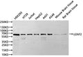 Western Blot, 
Positive WB detected in:HEK293 whole cell lysate(30µg), HT29 whole cell lysate(30µg), Jurkat whole cell lysate(30µg), HepG2 whole cell lysate(30µg), A431 whole cell lysate(30µg), A549 whole cell lysate(30µg), Mouse brain tissue lysate(30µg), Rat brain lysate(30µg)
All lanes: U2AF2 antibody at 1:1000
Secondary
Goat polyclonal to rabbit IgG at 1/40000 dilution
Predicted band size: 54 kDa
Observed band size: 60 kDa
Exposure time：20s
