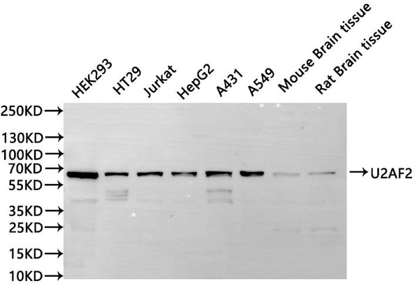 Western Blot, 
Positive WB detected in:HEK293 whole cell lysate(30µg), HT29 whole cell lysate(30µg), Jurkat whole cell lysate(30µg), HepG2 whole cell lysate(30µg), A431 whole cell lysate(30µg), A549 whole cell lysate(30µg), Mouse brain tissue lysate(30µg), Rat brain lysate(30µg)
All lanes: U2AF2 antibody at 1:1000
Secondary
Goat polyclonal to rabbit IgG at 1/40000 dilution
Predicted band size: 54 kDa
Observed band size: 60 kDa
Exposure time：20s