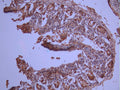 IHC image of CSB-RA048081A0HU diluted at 1:100 and staining in paraffin-embedded human small intestine tissue performed on a Leica BondTM system. After dewaxing and hydration, antigen retrieval was mediated by high pressure in a citrate buffer (pH 6.0). Section was blocked with 10% normal goat serum 30min at RT. Then primary antibody (1% BSA) was incubated at 4°C overnight. The primary is detected by a Goat anti-rabbit polymer IgG labeled by HRP and visualized using 0.05% DAB.