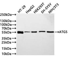 Western Blot
Positive WB detected in: HT-29 whole cell lysate(30µg) , HepG2 whole cell lysate(30µg) ,  HEK293T whole cell lysate(30µg) , SH-SY5Y whole cell lysate(30µg) , NIH/3T3 whole cell lysate(30µg) 
All lanes: ATG5 antibody at 1:1000
Secondary
Goat polyclonal to rabbit IgG at 1/40000 dilution
Predicted band size: 32 kDa
Observed band size: 55 kDa
Exposure time：2min