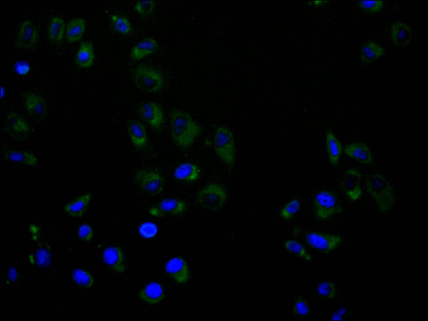 Immunofluorescence staining of Hela cell with CSB-RA051003A0HU at 1:50, counter-stained with DAPI. The cells were fixed in 4% formaldehyde and blocked in 10% normal Goat Serum. The cells were then incubated with the antibody overnight at 4°C. The secondary antibody was Alexa Fluor 488-congugated AffiniPure Goat Anti-Rabbit IgG(H+L) .