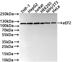 Western Blot
Positive WB detected in: THP-1 whole cell lysate, HepG2 whole cell lysate, Jurkat whole cell lysate(30µg) , HEK293 whole cell lysate, NIH/3T3 whole cell lysate, HeLa whole cell lysate(30µg) 
All lanes: eEF2 antibody at 1:1000
Secondary
Goat polyclonal to rabbit IgG at 1/50000 dilution
Predicted band size: 95 kDa
Observed band size: 115 kDa
Exposure time: 10s