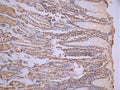 IHC image of CSB-RA054513A0HU diluted at 1:100 and staining in paraffin-embedded human stomach tissue performed on a Leica BondTM system. After dewaxing and hydration, antigen retrieval was mediated by high pressure in a citrate buffer (pH 6.0). Section was blocked with 10% normal goat serum 30min at RT. Then primary antibody (1% BSA) was incubated at 4°C overnight. The primary is detected by a Goat anti-rabbit polymer IgG labeled by HRP and visualized using 0.05% DAB.