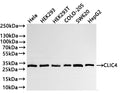 Western Blot
Positive WB detected in: Hela whole cell lysate(20µg) ,HEK293 whole cell lysate(20µg) , HEK293T whole cell lysate(20µg) , COLO-205 whole cell lysate(20µg) ,SW620 whole cell lysate(20µg) ,HepG2 whole cell lysate(20µg) 
All lanes: CLIC4 antibody at 1:1000
Secondary
Goat polyclonal to rabbit IgG at 1/40000 dilution
Predicted band size: 29 kDa
Observed band size: 29 kDa
Exposure time：3min