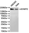 Western Blot
Positive WB detected in: HEK293 whole cell lysate(20µg) ,Hela whole cell lysate(20µg) 
All lanes: EHMT2 antibody at 1:1000
Secondary
Goat polyclonal to rabbit IgG at 1/40000 dilution
Predicted band size: 132 kDa
Observed band size: 160/170 kDa
Exposure time：1min20s