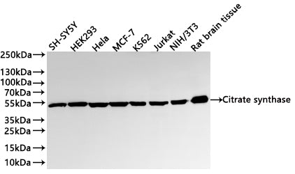 Western Blot
Positive WB detected in: SH-SY5Y whole cell lysate(30µg) , HEK293 whole cell lysate(30µg) , Hela whole cell lysate(30µg) , MCF-7 whole cell lysate(30µg) , K562 whole cell lysate(30µg) , Jurkat whole cell lysate(30µg) , NIH/3T3 whole cell lysate(30µg) , Rat brain tissue lysate(30µg) 
All lanes: Citrate synthase antibody at 1:1000
Secondary
Goat polyclonal to rabbit IgG at 1/40000 dilution
Predicted band size: 52 kDa
Observed band size: 52 kDa
Exposure time：20s