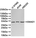Western Blot
Positive WB detected in: U-87MG whole cell lysate(30µg) , A549 whole cell lysate(30µg) , HEK293 whole cell lysate(30µg) 
All lanes: SMAD1 antibody at 1:1000
Secondary
Goat polyclonal to rabbit IgG at 1/40000 dilution
Predicted band size: 52 kDa
Observed band size: 50 kDa
Exposure time：2min40s