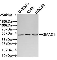 Western Blot
Positive WB detected in: U-87MG whole cell lysate(30µg) , A549 whole cell lysate(30µg) , HEK293 whole cell lysate(30µg) 
All lanes: SMAD1 antibody at 1:1000
Secondary
Goat polyclonal to rabbit IgG at 1/40000 dilution
Predicted band size: 52 kDa
Observed band size: 50 kDa
Exposure time：2min40s