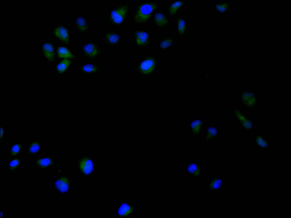 Immunofluorescence staining of Hela cell with CSB-RA056950A0HU at 1:50, counter-stained with DAPI. The cells were fixed in 4% formaldehyde, permeabilized using 0.2% Triton X-100 and blocked in 10% normal Goat Serum. The cells were then incubated with the antibody overnight at 4°C. The secondary antibody was Alexa Fluor 488-congugated AffiniPure Goat Anti-Rabbit IgG(H+L) .