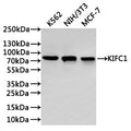 Western Blot
Positive WB detected in: K562 whole cell lysate(30µg), NIH/3T3 whole cell lysate(30µg), MCF-7 whole cell lysate(30µg)
All lanes: KIFC1 antibody at 1:1000
Secondary
Goat polyclonal to rabbit IgG at 1/40000 dilution
Predicted band size: 74 kDa
Observed band size: 74 kDa
Exposure time：3min
