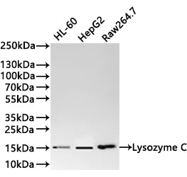 Western Blot
Positive WB detected in: HL-60 whole cell lysate(30µg) , HepG2 whole cell lysate(30µg) , Raw264.7 whole cell lysate(30µg) 
All lanes: Lysozyme C antibody at 1:1000
Secondary
Goat polyclonal to rabbit IgG at 1/40000 dilution
Predicted band size: 17 kDa
Observed band size: 15 kDa
Exposure time：1min