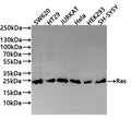 Western Blot
Positive WB detected in: SW620 whole cell lysate(20µg) , HT29 whole cell lysate(20µg) , Jurkat whole cell lysate(20µg) , Hela whole cell lysate(20µg) , HEK293 whole cell lysate(20µg) , NIH/3T3 whole cell lysate(20µg) 
All lanes: Ras antibody at 1:1000
Secondary
Goat polyclonal to rabbit IgG at 1/40000 dilution
Predicted band size: 22 kDa
Observed band size: 22 kDa
Exposure time：1min30s