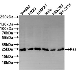 Western Blot
Positive WB detected in: SW620 whole cell lysate(20µg) , HT29 whole cell lysate(20µg) , Jurkat whole cell lysate(20µg) , Hela whole cell lysate(20µg) , HEK293 whole cell lysate(20µg) , NIH/3T3 whole cell lysate(20µg) 
All lanes: Ras antibody at 1:1000
Secondary
Goat polyclonal to rabbit IgG at 1/40000 dilution
Predicted band size: 22 kDa
Observed band size: 22 kDa
Exposure time：1min30s