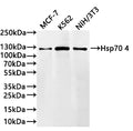 Western Blot
Positive WB detected in:MCF-7 whole cell lysate(30µg) , K562 whole cell lysate(30µg) , NIH/3T3 whole cell lysate(30µg) 
All lanes: Hsp70 4 antibody at 1:1000
Secondary
Goat polyclonal to rabbit IgG at 1/40000 dilution
Predicted band size: 94 kDa
Observed band size: 120 kDa
Exposure time：1min20s