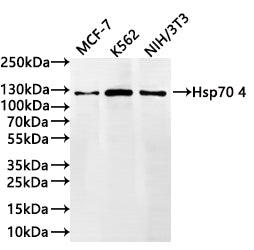 Western Blot
Positive WB detected in:MCF-7 whole cell lysate(30µg) , K562 whole cell lysate(30µg) , NIH/3T3 whole cell lysate(30µg) 
All lanes: Hsp70 4 antibody at 1:1000
Secondary
Goat polyclonal to rabbit IgG at 1/40000 dilution
Predicted band size: 94 kDa
Observed band size: 120 kDa
Exposure time：1min20s