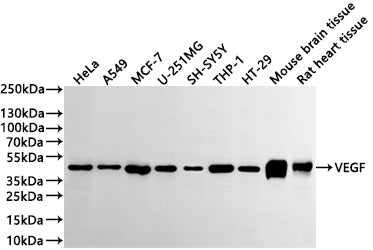 Western Blot
Positive WB detected in: HeLa whole cell lysate(30µg) , A549 whole cell lysate(30µg) , MCF-7 whole cell lysate(30µg) , U-251MG whole cell lysate(30µg) , SH-SY5Y whole cell lysate(30µg) , THP-1 whole cell lysate(30µg) , HT-29 whole cell lysate(30µg) , Mouse brain tissue lysate(30µg) , Rat heart tissue lysate(30µg) 
All lanes: VEGFD antibody at 1:1000
Secondary
Goat polyclonal to rabbit IgG at 1/40000 dilution
Predicted band size: 40 kDa
Observed band size: 40 kDa
Exposure time：2min