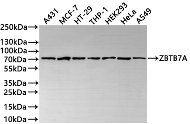 Western Blot
Positive WB detected in: A431 whole cell lysate(30µg) , MCF-7 whole cell lysate(30µg) , HT-29 whole cell lysate(30µg) , THP-1 whole cell lysate(30µg) , HEK293 whole cell lysate(30µg) , HeLa whole cell lysate(30µg) , A549 whole cell lysate(30µg) 
All lanes: ZBTB7A antibody at 1:1000
Secondary
Goat polyclonal to rabbit IgG at 1/40000 dilution
Predicted band size: 61 kDa
Observed band size: 70 kDa
Exposure time：2min