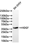 Western Blot
Positive WB detected in:SH-SY5Y whole cell lysate(30µg) 
All lanes:HDGF antibody at 1:1000
Secondary
Goat polyclonal to rabbit IgG at 1/40000 dilution<br /
Predicted band size: 27 kDa 
Observed band size: 37 kDa
Exposure time：2min