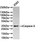Western Blot
Positive WB detected in: K562 whole cell lysate(30µg) 
All lanes: Caspase 6 antibody at 1:1000
Secondary
Goat polyclonal to rabbit IgG at 1/40000 dilution
Predicted band size: 34 kDa
Observed band size: 34 kDa
Exposure time：2min