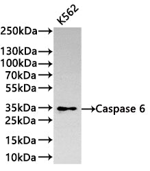 Western Blot
Positive WB detected in: K562 whole cell lysate(30µg) 
All lanes: Caspase 6 antibody at 1:1000
Secondary
Goat polyclonal to rabbit IgG at 1/40000 dilution
Predicted band size: 34 kDa
Observed band size: 34 kDa
Exposure time：2min