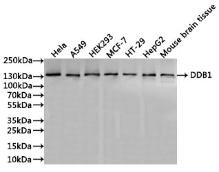 Western Blot
Positive WB detected in: Hela whole cell lysate(30µg), A549 whole cell lysate(30µg), HEK293 whole cell lysate(30µg), MCF-7 whole cell lysate(30µg), HT-29 whole cell lysate(30µg), HepG2 whole cell lysate(30µg), Mouse brain tissue lysate(30µg)
All lanes: DDB1 antibody at 1:1000
Secondary
Goat polyclonal to rabbit IgG at 1/40000 dilution
Predicted band size: 127 kDa
Observed band size: 130 kDa
Exposure time：20s