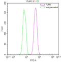 Overlay Peak curve showing Hela cells stained with CSB-RA066680A0HU (red line) at 1:100. The cells were fixed in 4% formaldehyde and permeated by 0.2% TritonX-100 for 10min. Then 10% normal goat serum to block non-specific protein-protein interactions followed by the antibody (1ug/1*10 6 cells) for 45min at 4℃.