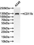 Western Blot
Positive WB detected in:A549 whole cell lysate(30µg) 
All lanes: CD11b antibody at 1:1000
Secondary
Goat polyclonal to rabbit IgG at 1/40000 dilution
Predicted band size: 127 kDa
Observed band size: 127 kDa
Exposure time：3min