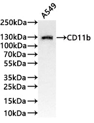 Western Blot
Positive WB detected in:A549 whole cell lysate(30µg) 
All lanes: CD11b antibody at 1:1000
Secondary
Goat polyclonal to rabbit IgG at 1/40000 dilution
Predicted band size: 127 kDa
Observed band size: 127 kDa
Exposure time：3min
