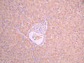 IHC image of CSB-RA06899MA1HU diluted at 1:50 and staining in paraffin-embedded human liver tissue performed on a Leica BondTM system. After dewaxing and hydration, antigen retrieval was mediated by high pressure in a citrate buffer (pH 6.0). Section was blocked with 10% normal goat serum 30min at RT. Then primary antibody (1% BSA) was incubated at 4°C overnight. The primary is detected by a Anti-Human lgG, Fcy Fragment Specific labeled by HRP and visualized using 0.05% DAB.