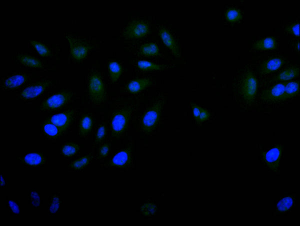 Immunofluorescence staining of A549 with CSB-RA069971A0HU at 1:20, counter-stained with DAPI. The cells were fixed in 4% formaldehyde and blocked in 10% normal Goat Serum. The cells were then incubated with the antibody overnight at 4°C. The secondary antibody was Alexa Fluor 520-congugated AffiniPure Goat Anti-Rabbit IgG(H+L) .