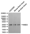 Western Blot, 
Positive WB detected in:COLO205 whole cell lysate(30µg)Mouse brainr tissue lysate(30µg), Rat brain lysate(30µg)
All lanes: MBD3 antibody at 1:1000
Secondary
Goat polyclonal to rabbit IgG at 1/40000 dilution
Predicted band size: 33 kDa
Observed band size: 33, 35 kDa
Exposure time：60s