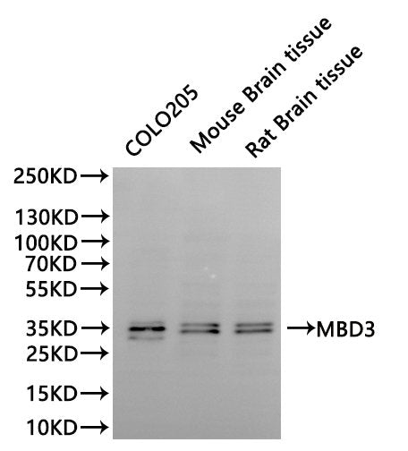 Western Blot, 
Positive WB detected in:COLO205 whole cell lysate(30µg)Mouse brainr tissue lysate(30µg), Rat brain lysate(30µg)
All lanes: MBD3 antibody at 1:1000
Secondary
Goat polyclonal to rabbit IgG at 1/40000 dilution
Predicted band size: 33 kDa
Observed band size: 33, 35 kDa
Exposure time：60s