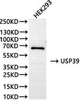 Western Blot, 
Positive WB detected in:HEK293 whole cell lysate(30µg)
All lanes: USP39 antibody at 1:1000
Secondary
Goat polyclonal to rabbit IgG at 1/40000 dilution
Predicted band size: 65 kDa
Observed band size:65 kDa
Exposure time：120s