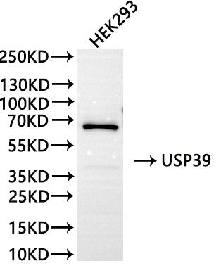 Western Blot, 
Positive WB detected in:HEK293 whole cell lysate(30µg)
All lanes: USP39 antibody at 1:1000
Secondary
Goat polyclonal to rabbit IgG at 1/40000 dilution
Predicted band size: 65 kDa
Observed band size:65 kDa
Exposure time：120s