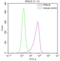 Overlay Peak curve showing K562 cells stained with CSB-RA074719A0HU (red line) at 1:100. The cells were fixed in 4% formaldehyde and permeated by 0.2% TritonX-100 for 10min. Then 10% normal goat serum to block non-specific protein-protein interactions followed by the antibody (1ug/1*10 6 cells) for 45min at 4℃.