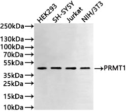 Western Blot
Positive WB detected in: HEK293 whole cell lysate(30µg) , SH-SY5Y whole cell lysate(30µg) , Jurkat whole cell lysate(30µg) , NIH/3T3 whole cell lysate(30µg) 
All lanes: PRMT1 antibody at 1:1000
Secondary
Goat polyclonal to rabbit IgG at 1/50000 dilution
Predicted band size: 42 kDa
Observed band size: 42 kDa
Exposure time: 2min