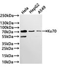Western Blot
Positive WB detected in: JURKAT whole cell lysate(30µg) , HEK293 whole cell lysate(30µg) , A431 whole cell lysate(30µg) , Hela whole cell lysate(30µg) , HepG2 whole cell lysate(30µg) , A549 whole cell lysate(30µg) 
All lanes: Ku70 antibody at 1:1000
Secondary
Goat polyclonal to rabbit IgG at 1/40000 dilution
Predicted band size: 70 kDa
Observed band size: 70 kDa
Exposure time：2min