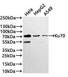 Western Blot
Positive WB detected in: JURKAT whole cell lysate(30µg) , HEK293 whole cell lysate(30µg) , A431 whole cell lysate(30µg) , Hela whole cell lysate(30µg) , HepG2 whole cell lysate(30µg) , A549 whole cell lysate(30µg) 
All lanes: Ku70 antibody at 1:1000
Secondary
Goat polyclonal to rabbit IgG at 1/40000 dilution
Predicted band size: 70 kDa
Observed band size: 70 kDa
Exposure time：2min