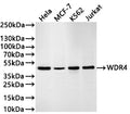 Western Blot
Positive WB detected in: HeLa whole cell lysate(30µg) , MCF-7 whole cell lysate(30µg) , K562 whole cell lysate(30µg) , Jurkat whole cell lysate(30µg) 
All lanes: WDR4 antibody at 1:1000
Secondary
Goat polyclonal to rabbit IgG at 1/40000 dilution
Predicted band size: 45 kDa
Observed band size: 45 kDa
Exposure time：1min