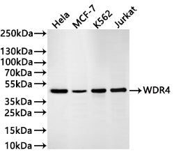 Western Blot
Positive WB detected in: HeLa whole cell lysate(30µg) , MCF-7 whole cell lysate(30µg) , K562 whole cell lysate(30µg) , Jurkat whole cell lysate(30µg) 
All lanes: WDR4 antibody at 1:1000
Secondary
Goat polyclonal to rabbit IgG at 1/40000 dilution
Predicted band size: 45 kDa
Observed band size: 45 kDa
Exposure time：1min