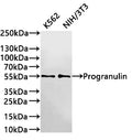 Western Blot
Positive WB detected in: K562 whole cell lysate(30µg) , NIH/3T3 whole cell lysate(30µg) 
All lanes: Progranulin antibody at 1:1000
Secondary
Goat polyclonal to rabbit IgG at 1/40000 dilution
Predicted band size: 64 kDa
Observed band size: 55 kDa
Exposure time：3min