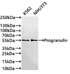 Western Blot
Positive WB detected in: K562 whole cell lysate(30µg) , NIH/3T3 whole cell lysate(30µg) 
All lanes: Progranulin antibody at 1:1000
Secondary
Goat polyclonal to rabbit IgG at 1/40000 dilution
Predicted band size: 64 kDa
Observed band size: 55 kDa
Exposure time：3min