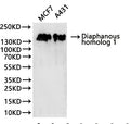 Western Blot
Positive WB detected in: MCF7 whole cell lysate(30µg), A431 whole cell lysate(30µg)
All lanes: Diaphanous homolog 1 antibody at 1:1000
Secondary
Goat polyclonal to rabbit IgG at 1/40000 dilution
Predicted band size: 141 kDa
Observed band size: 150 kDa
Exposure time：2min