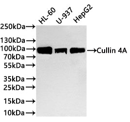 Western Blot
Positive WB detected in: HL-60 whole cell lysate(30µg) ,U-937 whole cell lysate(30µg) , HepG2 whole cell lysate(30µg) ,COLO-205 whole cell lysate(30µg) 
All lanes: Cullin 4A antibody at 1:1000
Secondary
Goat polyclonal to rabbit IgG at 1/40000 dilution
Predicted band size: 88 kDa
Observed band size: 88 kDa
Exposure time：2min