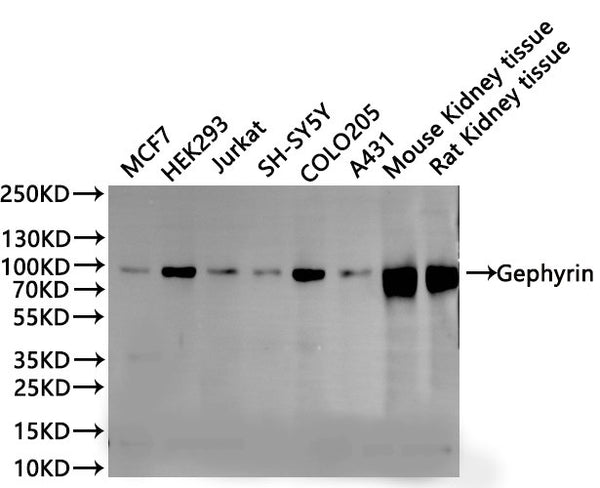 Western Blot
Positive WB detected in: MCF7 whole cell lysate(30µg), HEK293 whole cell lysate(30µg), Jurkat whole cell lysate(30µg), SH-SY5Y whole cell lysate(30µg), COLO205 whole cell lysate(30µg), A431 whole cell lysate(30µg), Mouse kidney tissue lysate(30µg), Rat kidney tissue lysate(30µg)
All lanes: Gephyrin antibody at 1:1000
Secondary
Goat polyclonal to rabbit IgG at 1/40000 dilution
Predicted band size: 80 kDa
Observed band size: 93 kDa
Exposure time：2min