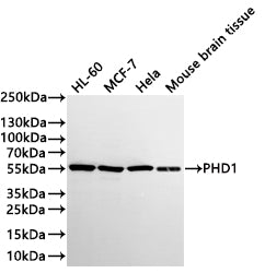 Western Blot
Positive WB detected in: HL-60 whole cell lysate(30µg) , MCF-7 whole cell lysate(30µg) , Hela whole cell lysate(30µg) , Mouse brain tissue lysate(30µg) 
All lanes: PHD1 antibody at 1:1000
Secondary
Goat polyclonal to rabbit IgG at 1/40000 dilution
Predicted band size: 44 kDa
Observed band size: 55 kDa
Exposure time：2min