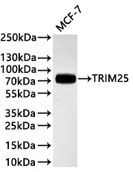 Western Blot
Positive WB detected in: MCF-7 whole cell lysate(30µg) 
All lanes: TRIM25 antibody at 1:1000
Secondary
Goat polyclonal to rabbit IgG at 1/40000 dilution
Predicted band size: 71 kDa
Observed band size: 71 kDa
Exposure time：20s
