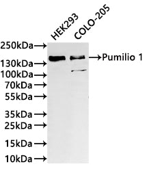 Western Blot
Positive WB detected in: HEK293 whole cell lysate(30µg) ,COLO-205 whole cell lysate(30µg) 
All lanes: Pumilio 1 antibody at 1:1000
Secondary
Goat polyclonal to rabbit IgG at 1/40000 dilution
Predicted band size: 126 kDa
Observed band size: 140 kDa
Exposure time：2min